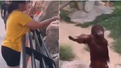 സന്ദര്‍ശകയില്‍ നിന്ന് ഭക്ഷണം കൈ നീട്ടി വാങ്ങുന്ന ഒറാങ്കുട്ടൻ; വൈറലായി വീഡിയോ 