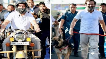 इंदौर में राहुल गांधी ने बुलेट चलाकर ली एंट्री, डॉगी को भी साथ लेकर चले, पीछे दौड़ते रहे कांग्रेसी नेता