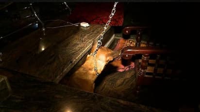 പാലക്കാട്ട് വളർത്തുനായയുടെ കണ്ണുകൾ ചൂഴ്ന്നെടുത്ത സംഭവം: പ്രതികളെക്കുറിച്ച് സൂചന ലഭിച്ചതായി പൊലീസ്