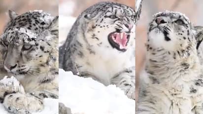 ಕ್ಯಾಮರಾಗೆ ಹಿಮ ಚಿರತೆಯ ಸಖತ್ ಫೋಸ್: ಕ್ಲೋಸ್ ಅಪ್ ವಿಡಿಯೋ ವೈರಲ್