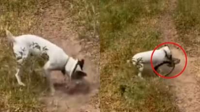 ഉടമയുടെ കൃഷിയിടത്തില് പതിയിരുന്ന പാമ്പിനെ പിടികൂടി കടിച്ചു കൊന്ന് വളര്ത്തു നായ; വീഡിയോ