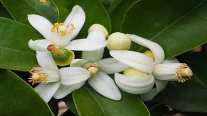 ಸೌಂದರ್ಯ ಹೆಚ್ಚಿಸೋದ್ರಿಂದ ಆರೋಗ್ಯ ವೃದ್ಧಿವರೆಗೂ ಕಿತ್ತಳೆ ಹೂವಿಂದ ಎಷ್ಟೆಲ್ಲಾ ಪ್ರಯೋಜವಿದೆ ಗೊತ್ತಾ? 