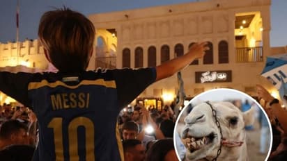 FIFA World Cup 2022: कतर में फुटबॉल फैंस को कैमल फ्लू का खतरा? जानें कैसे फैलती है यह खतरनाक बीमारी