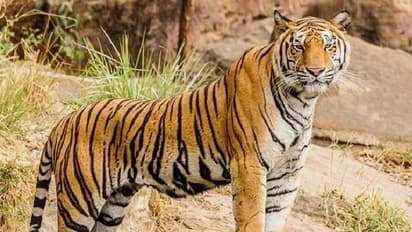 Chamarajanagar: ರೈತನ ಮೇಲೆರಗಿದ ಹುಲಿ, ರೈತ ಪಾರು