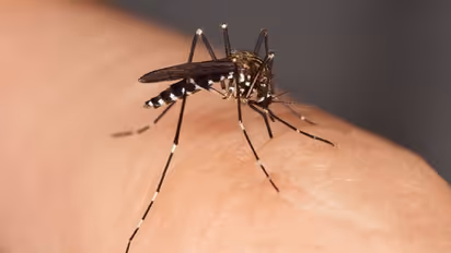 मच्छर के काटने से कोमा में चला गया व्यक्ति: डॉक्टर्स ने किया 30 ऑपरेशन, ब्लड प्वाइजनिंग, हर्ट किडनी फेल्योर...