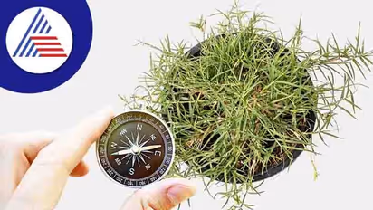 Durva Vastu: ಮನೆಯಲ್ಲಿ ದೂರ್ವೆ ಸಸ್ಯ ಯಾವ ದಿಕ್ಕಲ್ಲಿದ್ದರೆ ಸಮೃದ್ಧಿ?