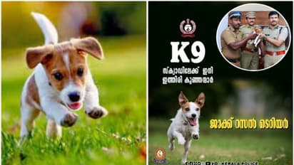 ജാക്ക് റസ്സൽ ടെറിയർ: നായ്ക്കളിലെ ഇത്തിരി കുഞ്ഞന്മാർ ഇനി K9 സ്‌ക്വാഡിലേക്ക് 