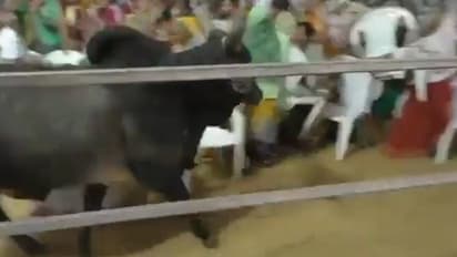 குஜராத்தில் காங்கிரஸ் கூட்டத்தில் புகுந்த மாடு; பாஜகவின் சதி ராஜஸ்தான் முதல்வர் அசோக் கெலாட் குற்றச்சாட்டு!!