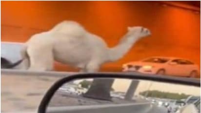 തിരക്കേറിയ റോഡിന് നടുവിലൂടെ പാഞ്ഞോടി ഒട്ടകം; പരിഭ്രാന്തരായി വാഹനയാത്രക്കാര്‍