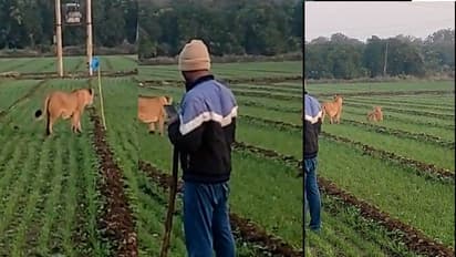 ಮೊಬೈಲ್‌ನಲ್ಲಿ ಮುಳುಗಿದ ಮೇಲೆ ಸಿಂಹ ಬಂದರೂ ತಿಳಿಯದೇ...? ಇಲ್ಲೇನಾಯ್ತು ನೋಡಿ