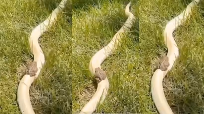 ಎಂಥಾ ಸೋಜಿಗವಿದು... ಹಾವಿನ ಮೇಲೆ ಕಪ್ಪೆಯ ಜಾರುಬಂಡಿ ಆಟ: ವೈರಲ್ ವಿಡಿಯೋ