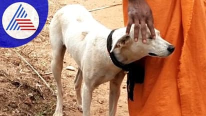 Shabarimala: ಗುರುಸ್ವಾಮಿ ಜೊತೆ ಶಬರಿಮಲೆ ಅಯ್ಯಪ್ಪ ದರ್ಶನಕ್ಕೆ ಹೊರಟ ಶ್ವಾನ!