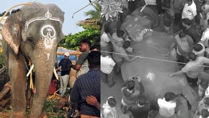 திடீர் மாரடைப்பு? வாக்கிங் சென்ற போது மணக்குள விநாயகர் கோவில் யானை மயங்கி விழுந்து உயிரிழப்பு..!