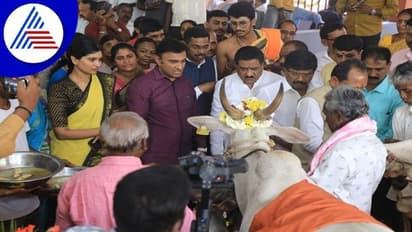 31 ಗೋವುಗಳ ದತ್ತು ಪಡೆದ ಸಚಿವ ಸುಧಾಕರ್