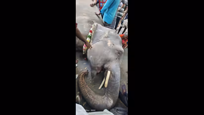 என் தங்கமே லட்சுமி.. நீ போய்டியே! தன் வீட்டு உறவை இழந்தது போல் யானையின் இழப்பை நினைத்து கதறும் புதுவை மக்கள்!