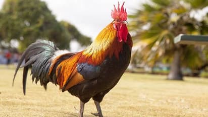 ಕೋಳಿ ವಿಐಪಿ ಆದ ರೋಚಕ ಕತೆ, ದಿನದ 24 ಗಂಟೆ ಪಂಜಾಬ್ ಪೊಲೀಸ್ ಭದ್ರತೆ!