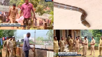 മണ്ഡലകാലത്ത് ശബരിമലയിൽ ഇതുവരെ പിടികൂടിയത് 26 പാമ്പുകളെ