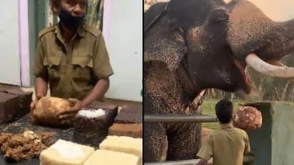 ಭೂರಿ ಭೋಜನವಿದು... ಆನೆಗೆ ಆಹಾರ ಹೇಗೆ ಸಿದ್ಧಪಡಿಸುತ್ತಾರೆ ಗೊತ್ತಾ? ವಿಡಿಯೋ