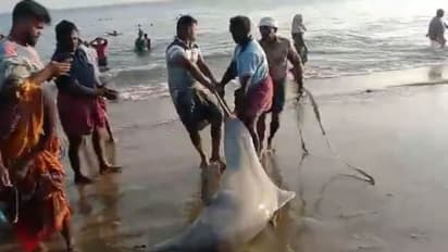 கீழக்கரையில் அரிய வகை 2 டால்பின்கள்; கடலில் சேர்த்த மீனவர்களுக்கு குவியும் பாராட்டு வைரல் வீடியோ!