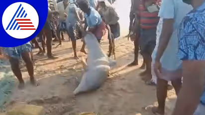 ಮೀನಿನ ಬಲೆಯಲ್ಲಿ ಸಿಲುಕಿದ ಡಾಲ್ಫಿನ್: ಮರಳಿ ಸಮುದ್ರಕ್ಕೆ ಬಿಟ್ಟ ಮೀನುಗಾರರು