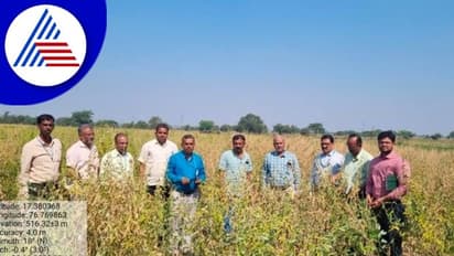 ತೊಗರಿ ಬೆಳೆಗೆ ನೆಟೆ ರೋಗ, ಟೈಕೋಡರ್ಮಾ ಸಿಂಪಡಿಸಲು ಸಲಹೆ