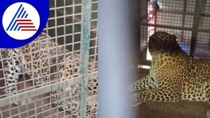 Shivamogga: ಭಯ ಹುಟ್ಟಿಸಿದ್ದ ಚಿರತೆ ಕೊನೆಗೂ ಬೋನಿಗೆ; ನಿಟ್ಟುಸಿರು ಬಿಟ್ಟ ಗ್ರಾಮಸ್ಥರು