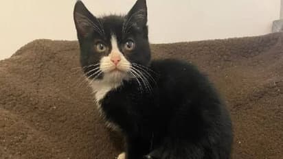 ലോറിയുടെ ബോണറ്റിൽ കയറി, പൂച്ച സഞ്ചരിച്ചത് 400 കിലോമീറ്റർ!