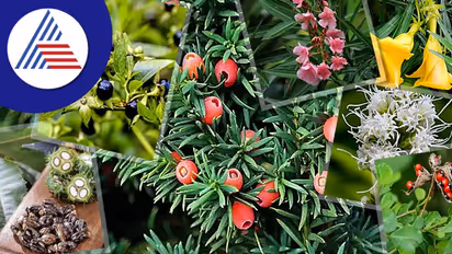 Poisonous Plants: ವಿಷಕಾರಿ ಸಸ್ಯಗಳಿವು, ಅಪ್ಪಿತಪ್ಪಿಯೂ ಮನೆಯೊಳಗೆ ಇಡಬೇಡಿ !