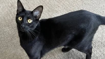 മീനാണെന്ന് കരുതി പൂച്ച വീട്ടിൽ കടിച്ചു കൊണ്ടുവന്ന വസ്‍തു കണ്ട് ഞെട്ടി വീട്ടുടമ