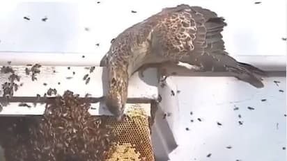 ಕಟ್ಟಡದ ತುದಿಯಲ್ಲಿದ್ದ ಜೇನುಗೂಡಿನ ಮೇಲೆ ಹಕ್ಕಿಯ ದಾಳಿ: ವೈರಲ್ ವಿಡಿಯೋ