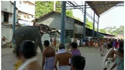 കൊമ്പുകൾ ഉയർത്തി ഭക്തരടക്കമുള്ളവ‍ർക്ക് നേരെ, ഗുരുവായൂർ ക്ഷേത്ര നടയിൽ വീണ്ടും ആന ഇടഞ്ഞു