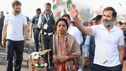 Bharat Jodo Yatra: दो कुत्तों को स्वागत करने आया देख खुश हुए राहुल गांधी, गुलदस्ता लेकर किया दुलार