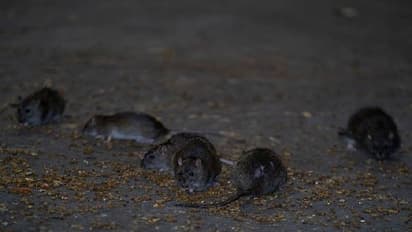 എലിയെ പിടിക്കാൻ ആളെ വേണം, ശമ്പളമായി 1.13 കോടി