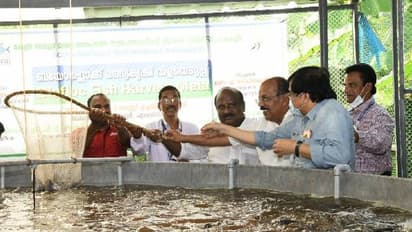 മീനുകൾക്ക് 500-550 ഗ്രാം തൂക്കം, ബയോഫ്ളോക് മത്സ്യകൃഷിയിൽ മികച്ച നേട്ടം