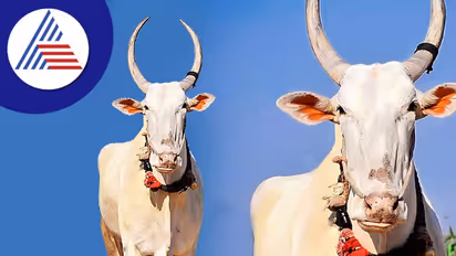 ಹಾವೇರಿ: ಕೊಬ್ಬರಿ ಹೋರಿ ಇನ್ನಿಲ್ಲ, ಕಂಬನಿ ಮಿಡಿದ ಅಭಿಮಾನಿಗಳು 