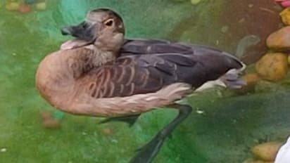 കൂട്ടംതെറ്റിയെത്തിയ അപൂർവയിനം ദേശാടനപക്ഷി കൗതുക കാഴ്ചയായി