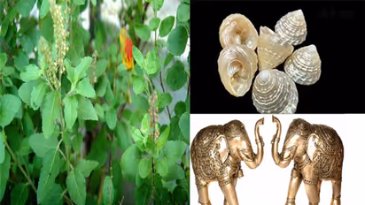 धन-दौलत की होगी बरसात, जिंदगी हो जाएगी शानदर, New Year 2023 पर घर लाएं ये 6 चीजें