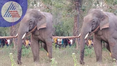 ಮೂಡಿಗೆರೆಯ ತಳವಾರದಲ್ಲಿ  ಪುಂಡಾನೆ ಸೆರೆ, ಇನ್ನೊಂದು ಪರಾರಿ