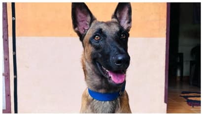 തൃപ്പൂണിത്തുറയിലെ എആർ ക്യാംപിലെ പൊലീസ് നായ വാഹനമിടിച്ച് ചത്തു