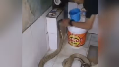 பாம்பை குளிப்பாட்டும் நபர்… படமெடுத்து ஆடும் நாகம்… இணையத்தில் வீடியோ வைரல்!!