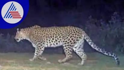 Bengaluru: ಇನ್ನೂ ಪತ್ತೆಯಾಗದ ಚಿರತೆ; ಆತಂಕದಲ್ಲಿ ಜನ