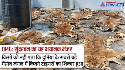 OMG: दुनिया के सबसे बड़े मैंग्रोव फॉरेस्ट का यह हाल, कोई नहीं जानता कितने बाघों की इस तरह खालें खींच ली गईं