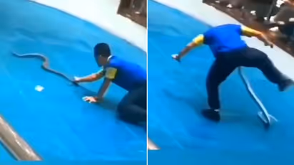 பாம்பின் வாலை இழுத்த இளைஞரை ‘அந்த’ இடத்தில் கடித்த துணிவான பாம்பு - வைரல் வீடியோ !