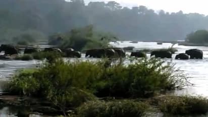 പെരിയാറ് മുറിച്ചുകടന്ന് കാട്ടാനക്കൂട്ടം; കൗതുകം ഈ കാഴ്ച