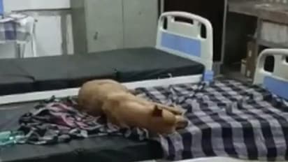 ആശുപത്രി കിടക്കകളിൽ തെരുവുനായ്ക്കൾ; വീഡിയോ...