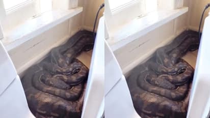 சமையலறையில் பதுங்கி இருந்த 2 ராட்சத மலைப்பாம்புகள்… இணையத்தில் வைரலாகும் வீடியோ!!