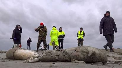 ചത്തനിലയിൽ കടൽത്തീരത്തടിഞ്ഞത് 2500 സീലുകൾ, കാരണം ദുരൂഹം