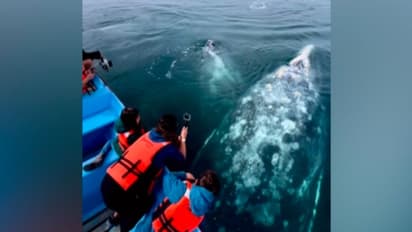 ബോട്ടിനരികില് എത്തിയത് കൂറ്റന് തിമിംഗലങ്ങൾ; വൈറലായി വീഡിയോ