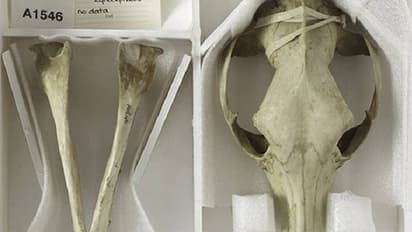 85 വർഷമായി നഷ്ടപ്പെട്ടുവെന്ന് കരുതിയ കടുവയുടെ അവശിഷ്ടങ്ങൾ മ്യൂസിയത്തിലെ അലമാരയിൽ