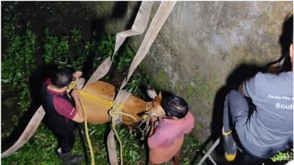 ഫാമിലേക്ക് കൊണ്ടുപോകും വഴി ജഴ്സി പശു പാലത്തിൽ നിന്ന് തെന്നി കനാലിൽ വീണു; ഹരിപ്പാട് രക്ഷാപ്രവർത്തനം വിജയം